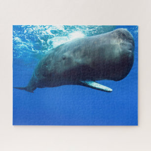 Sperm Whale Legpuzzel