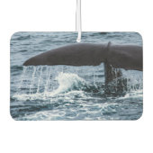 Sperm Whale Luchtverfrisser (Voorkant)