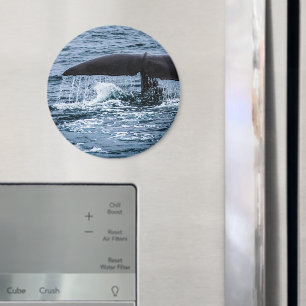 Sperm Whale Magneet