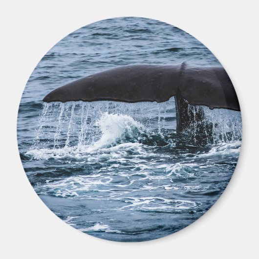 Sperm Whale Magneet (Voorkant)