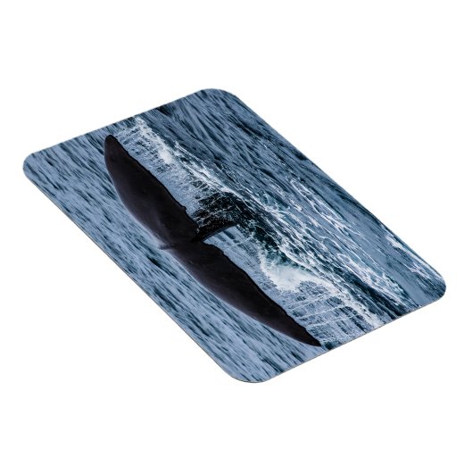 Sperm Whale Magneet (Rechterzijde)