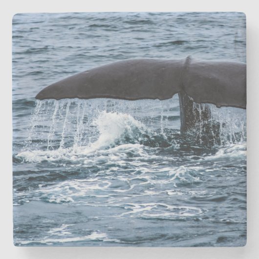 Sperm Whale Stenen Onderzetter (Voorkant)