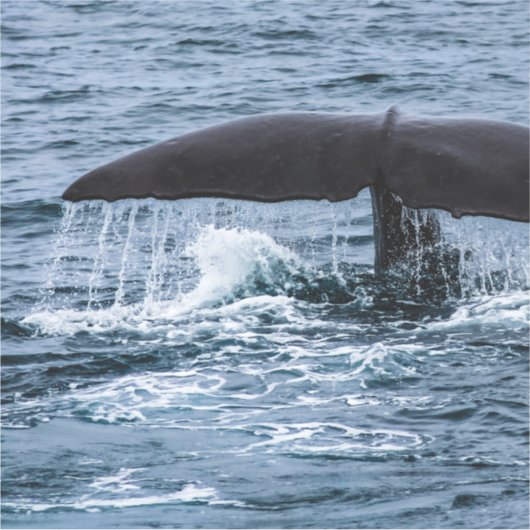 Sperm Whale Sticker (Voorkant)
