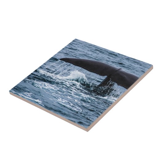 Sperm Whale Tegeltje (Zijkant)