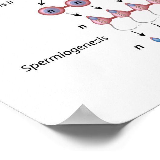 Spermatogenese Poster (Hoek)