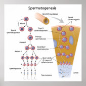 Spermatogenese Poster (Voorkant)