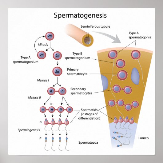 Spermatogenese Poster (Voorkant)