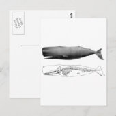 spermawalvis-1 briefkaart (Voorkant / Achterkant)