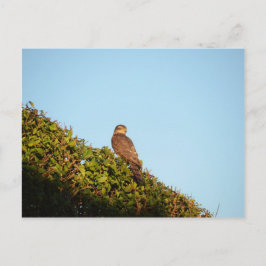 Sperwer Briefkaart