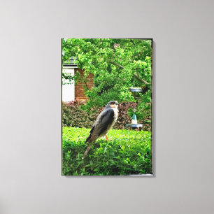 Sperwer In Mijn Tuin Canvas Afdruk