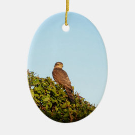 Sperwer Keramisch Ornament