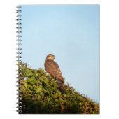 Sperwer Notitieboek (Voorkant)