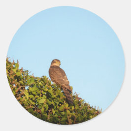 Sperwer Ronde Sticker