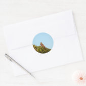 Sperwer Ronde Sticker (Envelop)