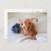 Sphinx Cat met Blue Tinsel Briefkaart (Voorkant / Achterkant)