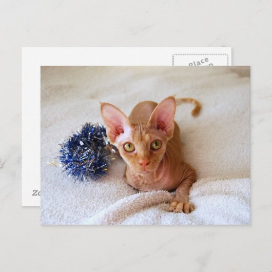 Sphinx Cat met Blue Tinsel Briefkaart (Voorkant / Achterkant)