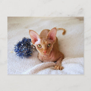 Sphinx Cat met Blue Tinsel Briefkaart