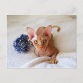 Sphinx Cat met Blue Tinsel Briefkaart (Voorkant)