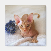 Sphinx Cat met Blue Tinsel Magnet (Voorkant)