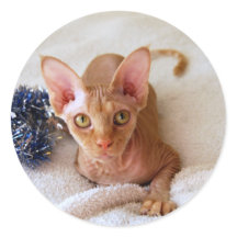Sphinx Cat met Tinsel Sticker