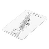  Sphinx-illustratie Magneet (Linkerzijde)