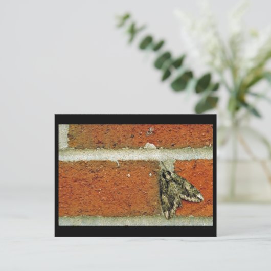 Sphinx moth briefkaart (Staand voorkant)