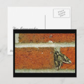 Sphinx moth briefkaart (Voorkant / Achterkant)