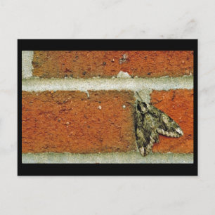Sphinx moth briefkaart