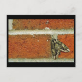 Sphinx moth briefkaart (Voorkant)