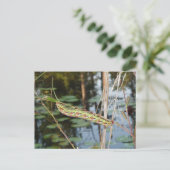 Sphinx Moth Caterpijler op Ludwigia Briefkaart (Staand voorkant)