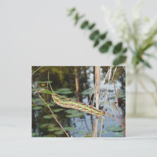 Sphinx Moth Caterpijler op Ludwigia Briefkaart (Staand voorkant)