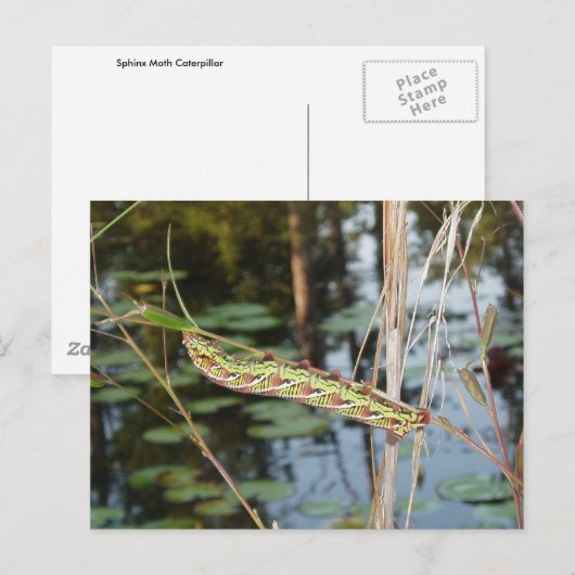 Sphinx Moth Caterpijler op Ludwigia Briefkaart (Voorkant / Achterkant)