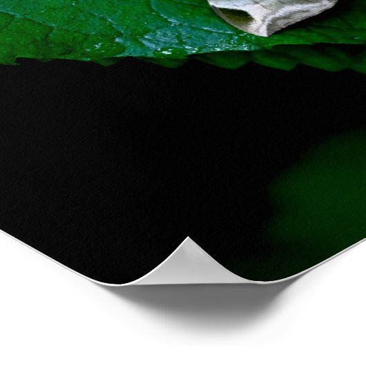 Sphinx Moth op Green Leaf Poster (Hoek)