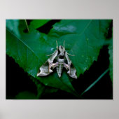 Sphinx Moth op Green Leaf Poster (Voorkant)