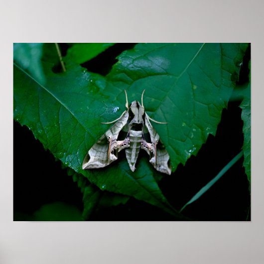 Sphinx Moth op Green Leaf Poster (Voorkant)