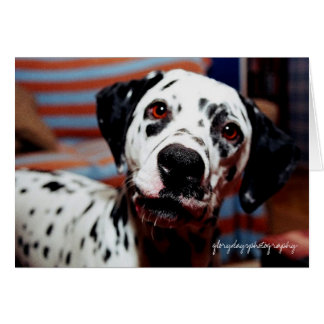 sphotografie, glorydaysphotografie