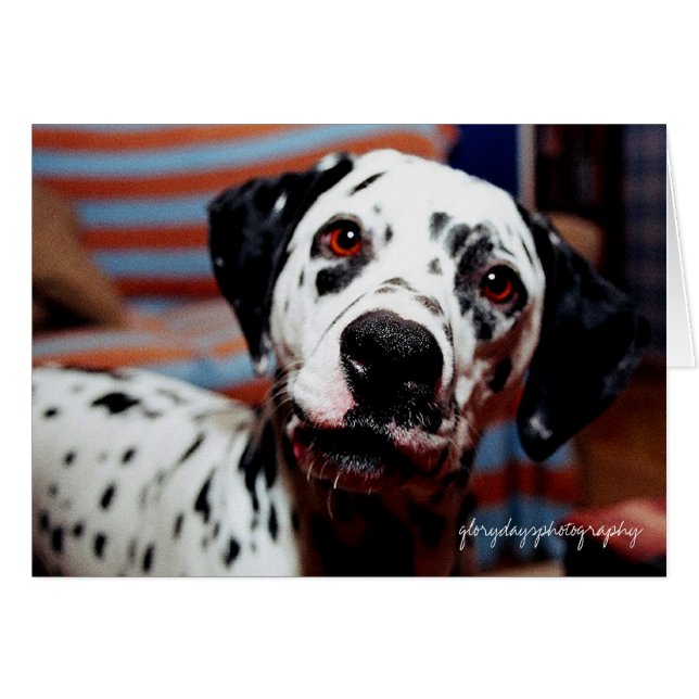 sphotografie, glorydaysphotografie (Voorkant Horizontaal)