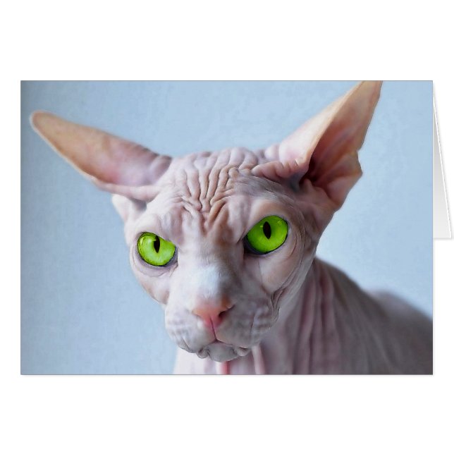 SPHYNX (Voorkant Horizontaal)