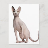 Sphynx (13 maanden oud) briefkaart (Voorkant)