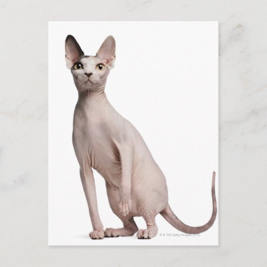 Sphynx (13 maanden oud) briefkaart (Voorkant)
