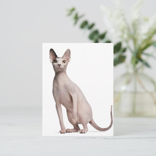 Sphynx (13 maanden oud) briefkaart (Staand voorkant)