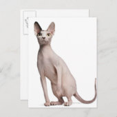 Sphynx (13 maanden oud) briefkaart (Voorkant / Achterkant)