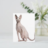 Sphynx (13 maanden oud) briefkaart (Staand voorkant)