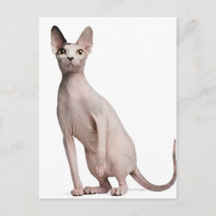 Sphynx (13 maanden oud) briefkaart