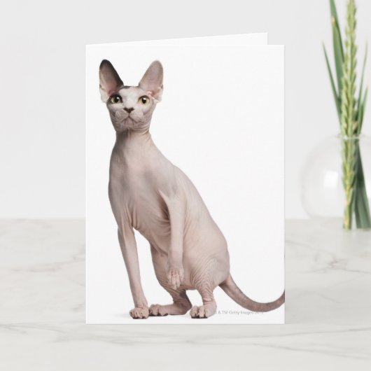 Sphynx (13 maanden oud) kaart (Voorkant)