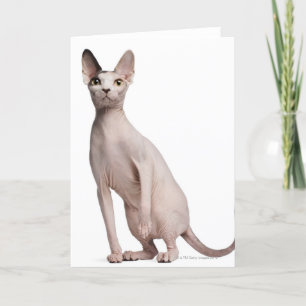 Sphynx (13 maanden oud) kaart
