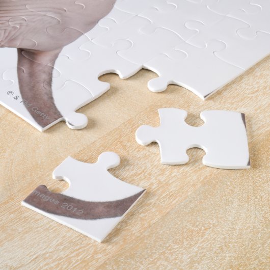 Sphynx (13 maanden oud) legpuzzel (Zijkant)