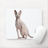 Sphynx (13 maanden oud) muismat (Met muis)