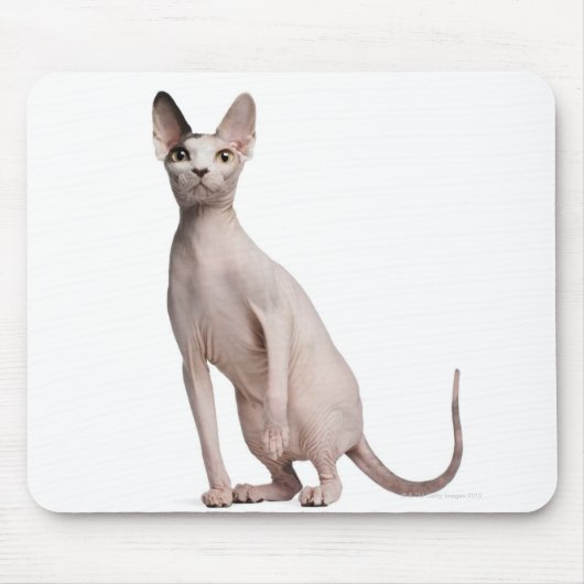 Sphynx (13 maanden oud) muismat (Voorkant)