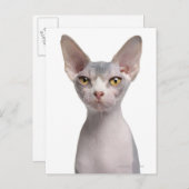 Sphynx (7 maanden oud) briefkaart (Voorkant / Achterkant)
